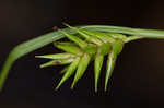 Northern long sedge